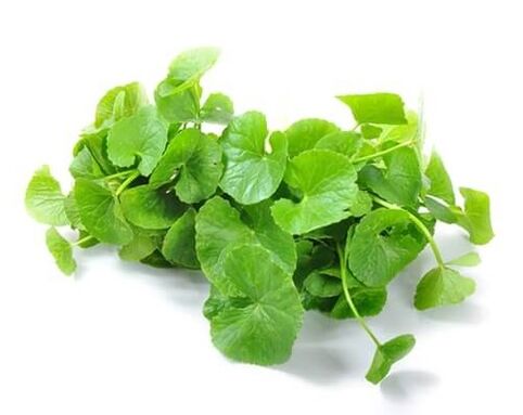 Predstonorm contiene centella asiática (centella asiática)