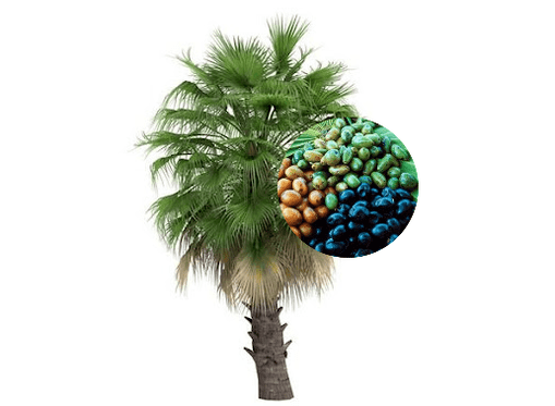 Predstonorm contiene frutos de palma.